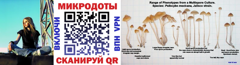 ОМГ ОМГ вход  Куса  Псилоцибиновые грибы Psilocybine cubensis 